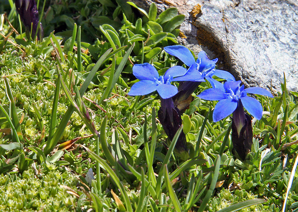 Gentiana verna im Hochsommer ganz weit oben