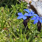 Gentiana verna im Hochsommer ganz weit oben