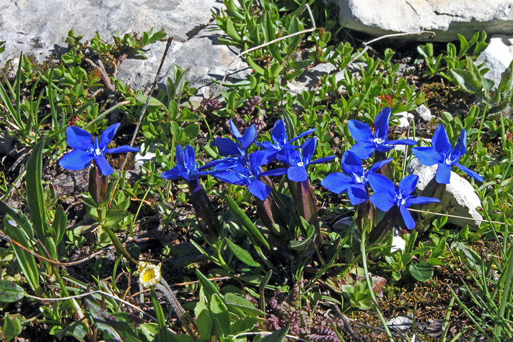 Gentiana verna in größerem Auschnitt als schon gezeigt mit einem zweiten Bild