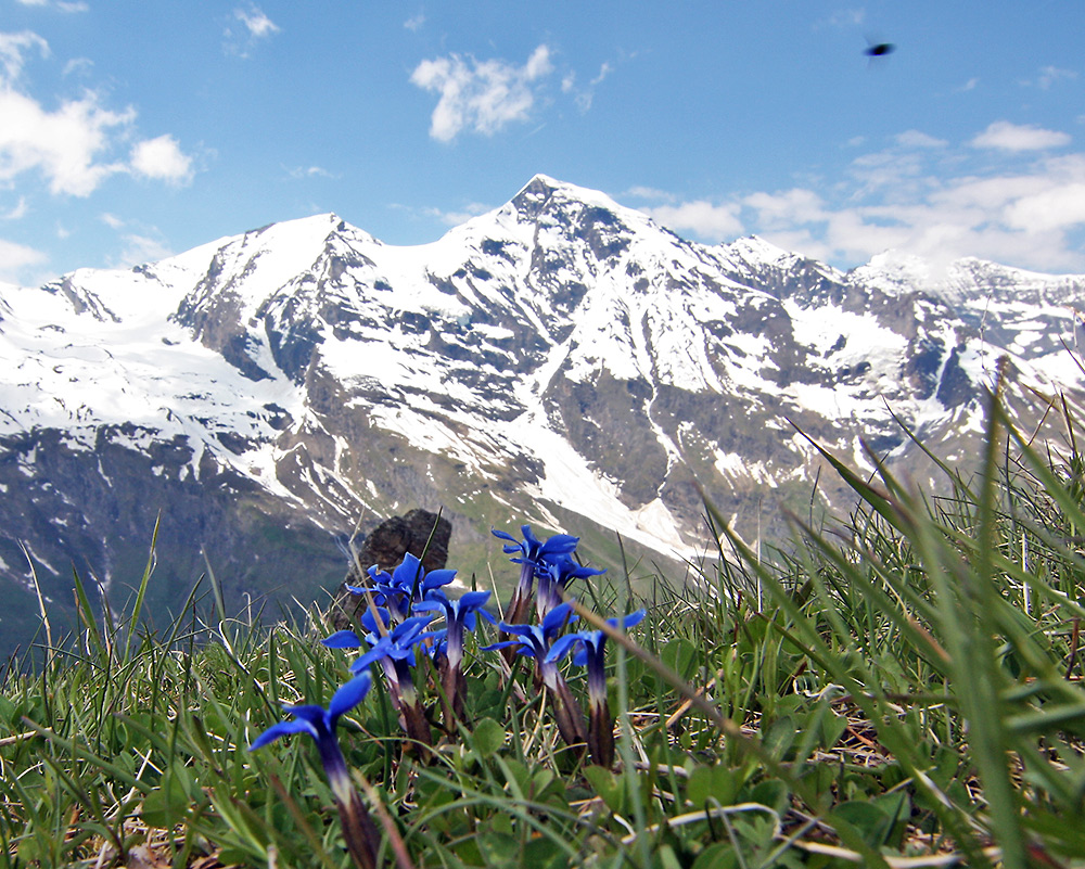 Gentiana verna mit 12 mm vor dem herrlichen Großen Weißbachhorn 3564 rechts,der...