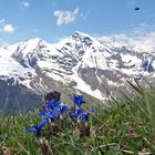 Gentiana verna mit 12 mm vor dem herrlichen Großen Weißbachhorn 3564 rechts,der...