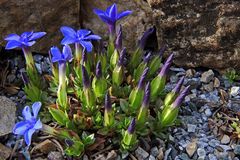 Gentiana verna und da "geht noch was " !!!...