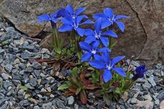 Gentiana verna - von Ende April und ich hoffe ihn nächste Woche im Wallis auch zu finden...