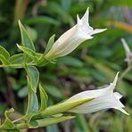 Gentiane asclepiadea albus - Schwalbenwurzenzian weiß im Alpinum