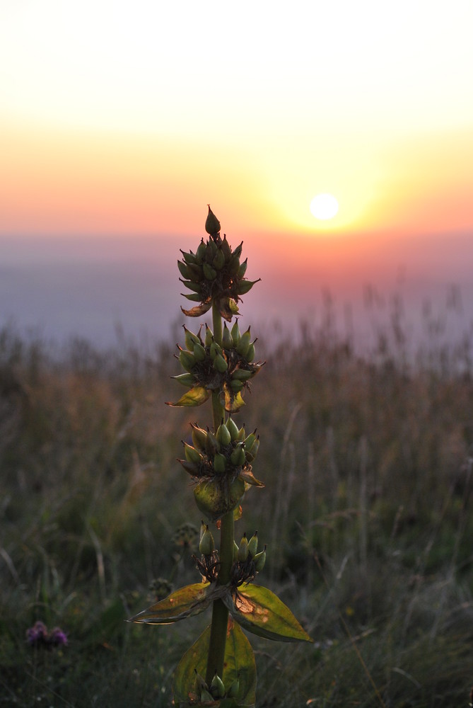 Gentiane au crépuscule