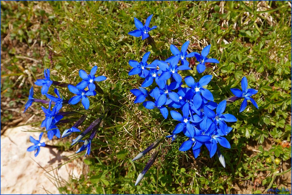 Gentiane Enzian Foto & Bild italy, nature, world Bilder auf