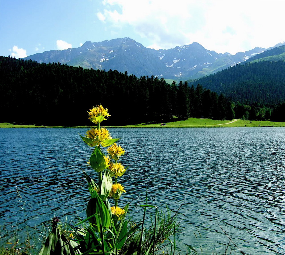 Gentiane , lac de Payolle et les Pyrénées