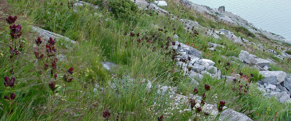 Gentiane purpurea - Purpurenzian am Walliser Mattmarkstausee...