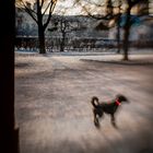 Gentil chien avec ruban très rouge