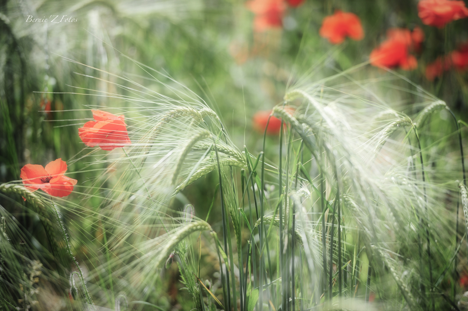 Gentil coquelicot 