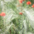 Gentil coquelicot 