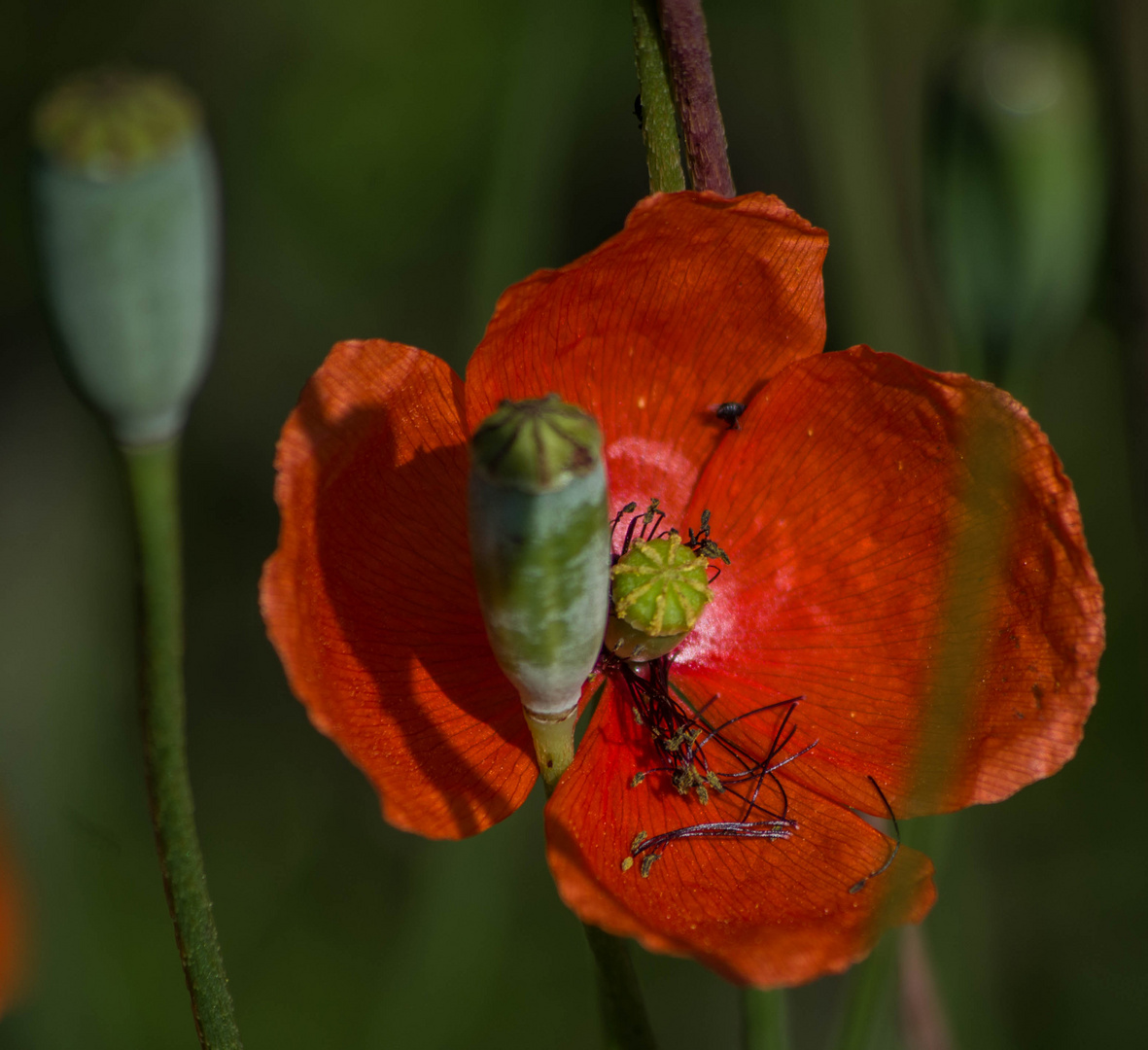 gentil coquelicot