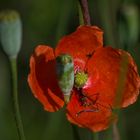 gentil coquelicot