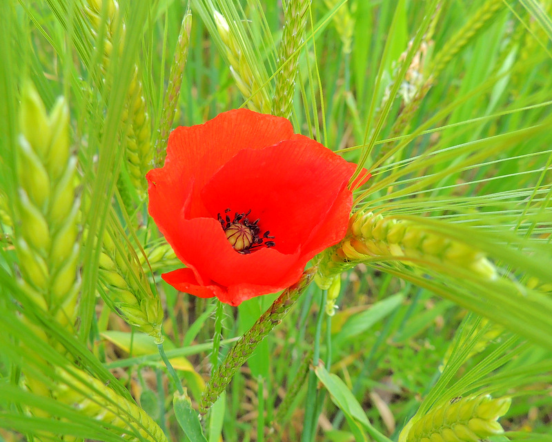 Gentil coquelicot.....