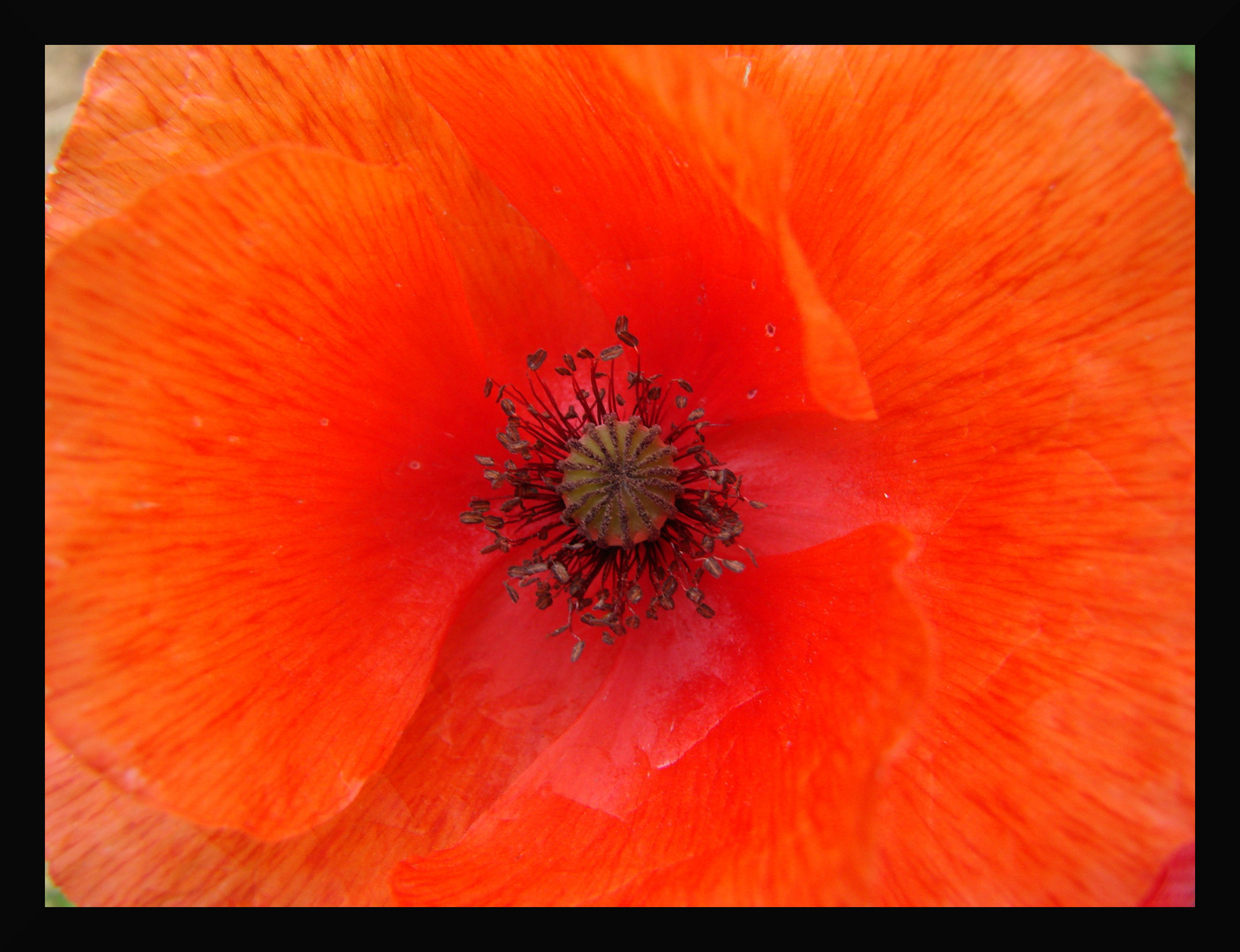 Gentil coquelicot