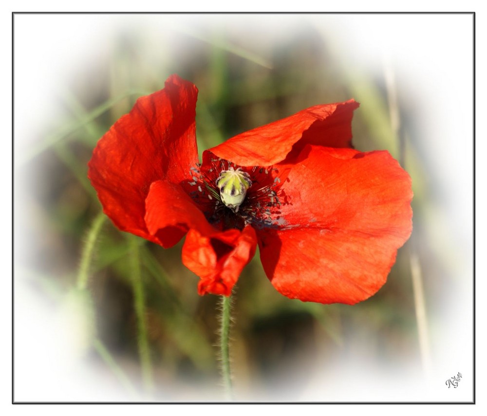 gentil coquelicot