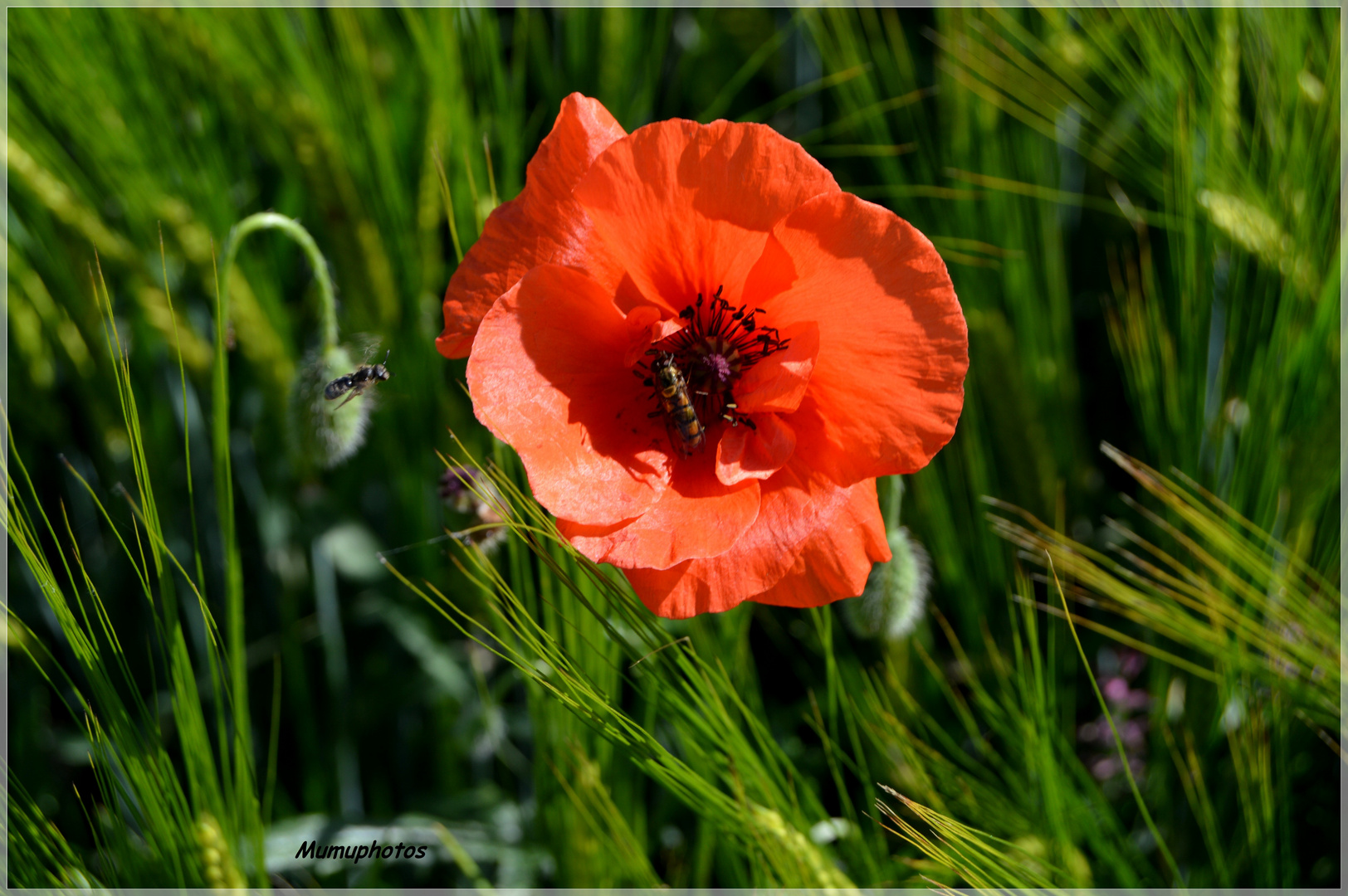 gentil coquelicot