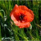 gentil coquelicot