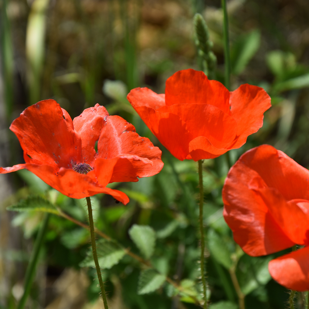 Gentil coquelicot !