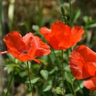 Gentil coquelicot !