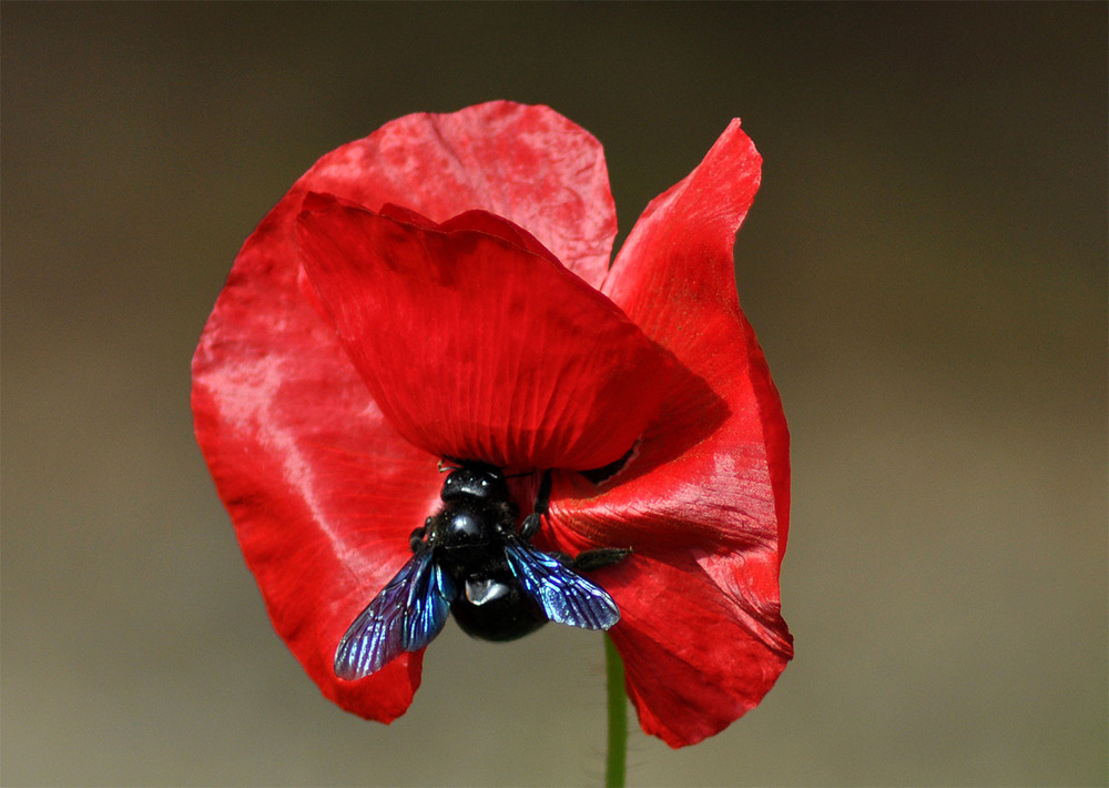 Gentil coquelicot !!!!