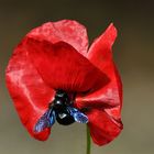 Gentil coquelicot !!!!