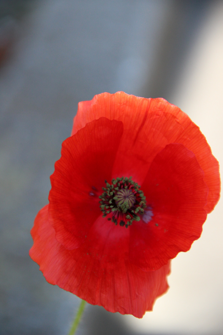 Gentil coquelicot...