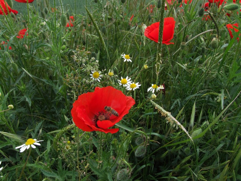 gentil coquelicot !!!