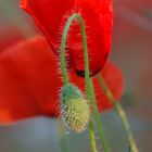 Gentil coquelicot