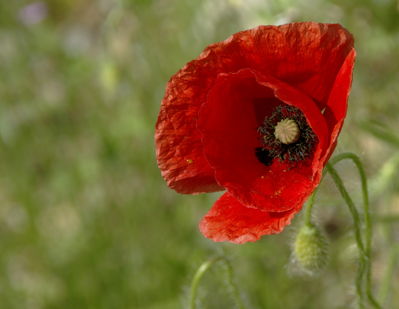 Gentil coquelicot !