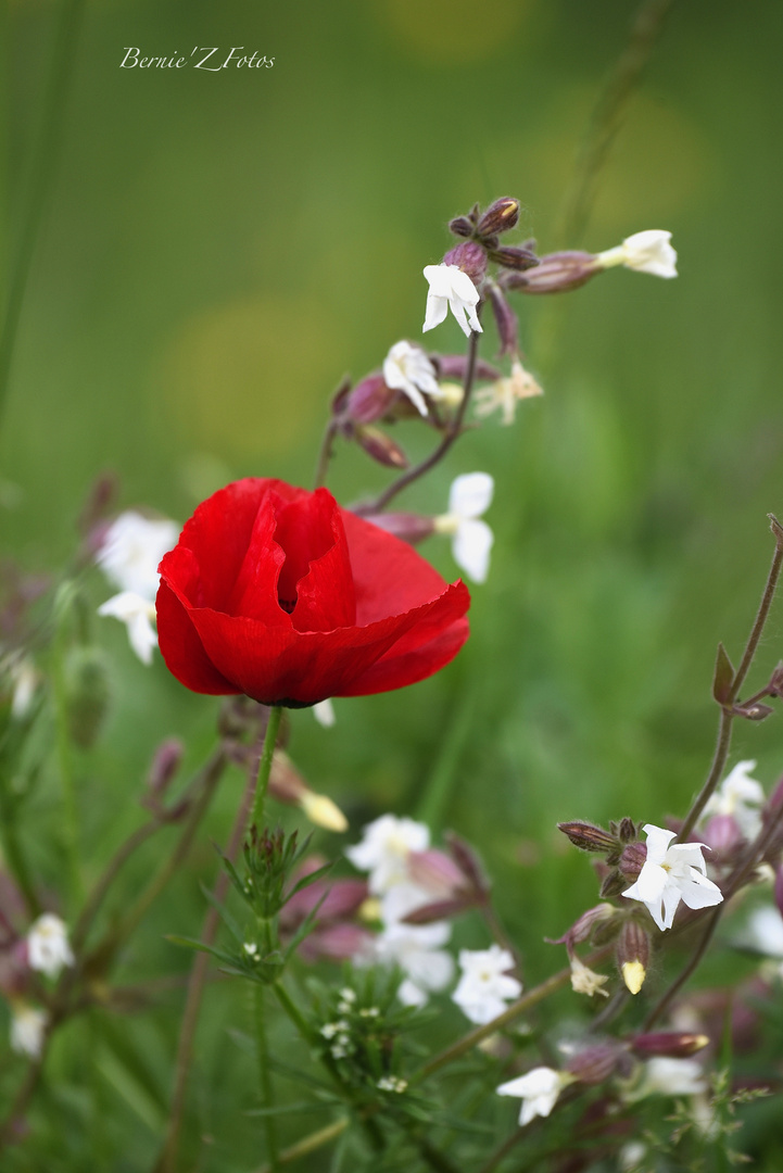 gentil coquelicot