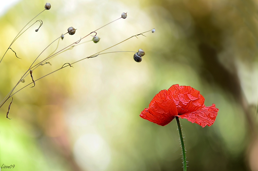 Gentil coquelicot Franky !