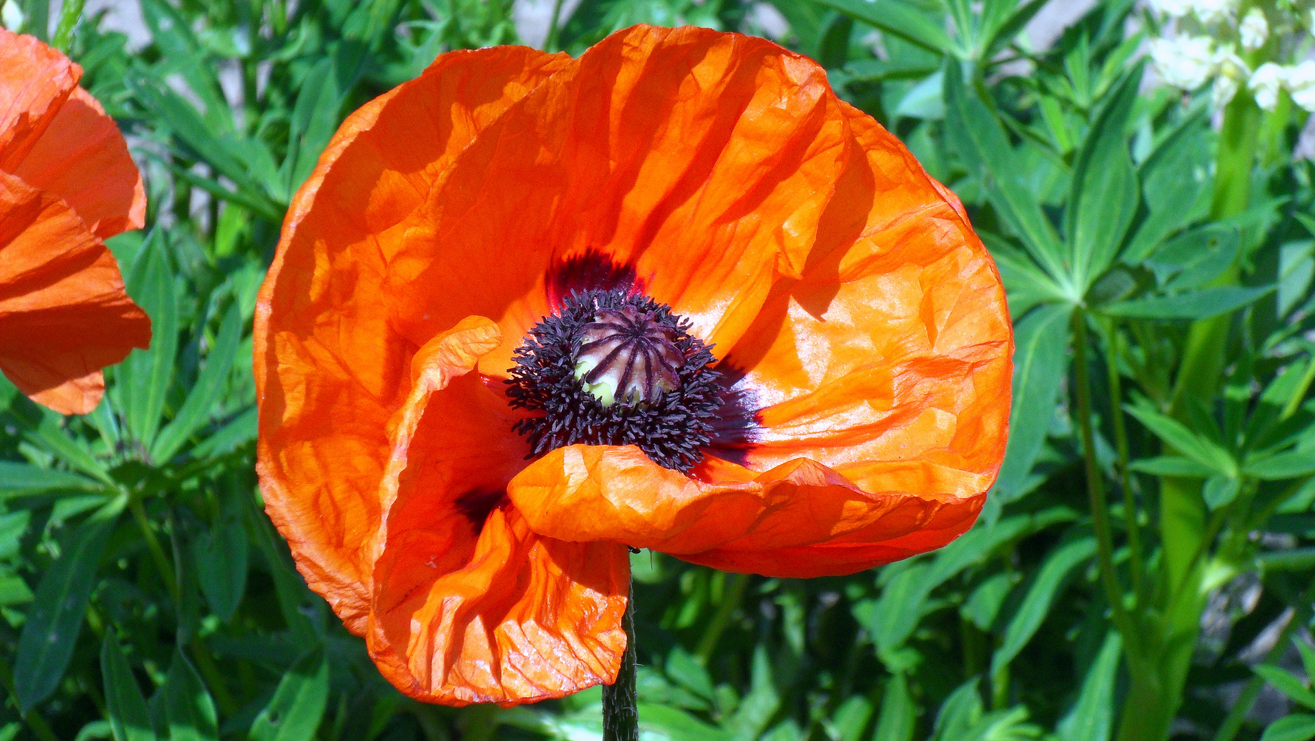 "gentil coquelicot , gentil coquelicot Mesdames ..... "