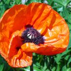 "gentil coquelicot , gentil coquelicot Mesdames ..... "