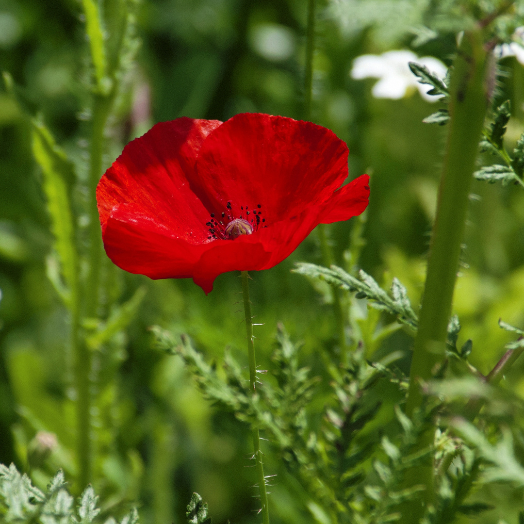 Gentil Coquelicot. J'ai descendu dans mon jardin, (bis) Pour y cueillir le romarin. Gentil coq'licot