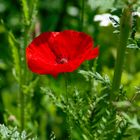 Gentil Coquelicot. J'ai descendu dans mon jardin, (bis) Pour y cueillir le romarin. Gentil coq'licot