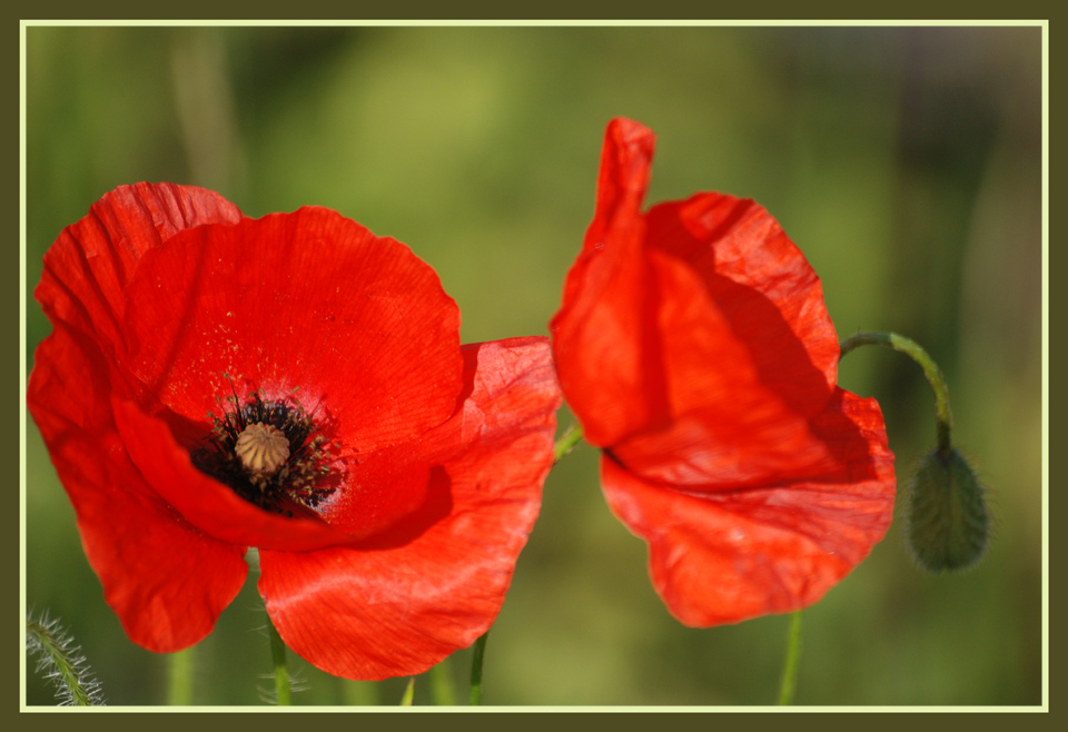 Gentil coquelicot mes dames