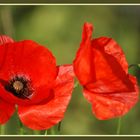 Gentil coquelicot mes dames