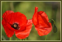 Gentil coquelicot mes dames