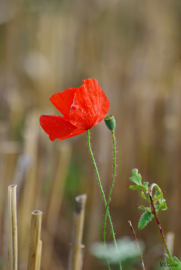 Gentil coquelicot mes dames gentil coquelicot !!!!