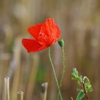 Gentil coquelicot mes dames gentil coquelicot !!!!