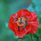 Gentil coquelicot mesdames...