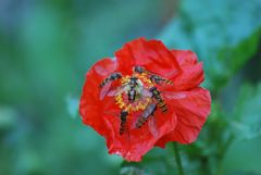 Gentil coquelicot mesdames...