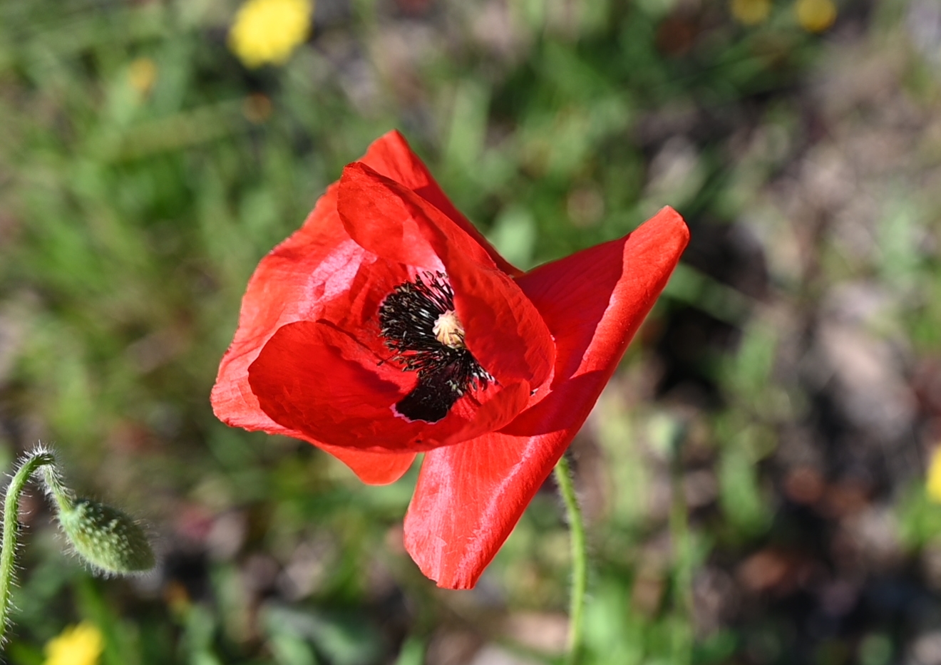 Gentil coquelicot mesdames....