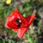 Gentil coquelicot mesdames....