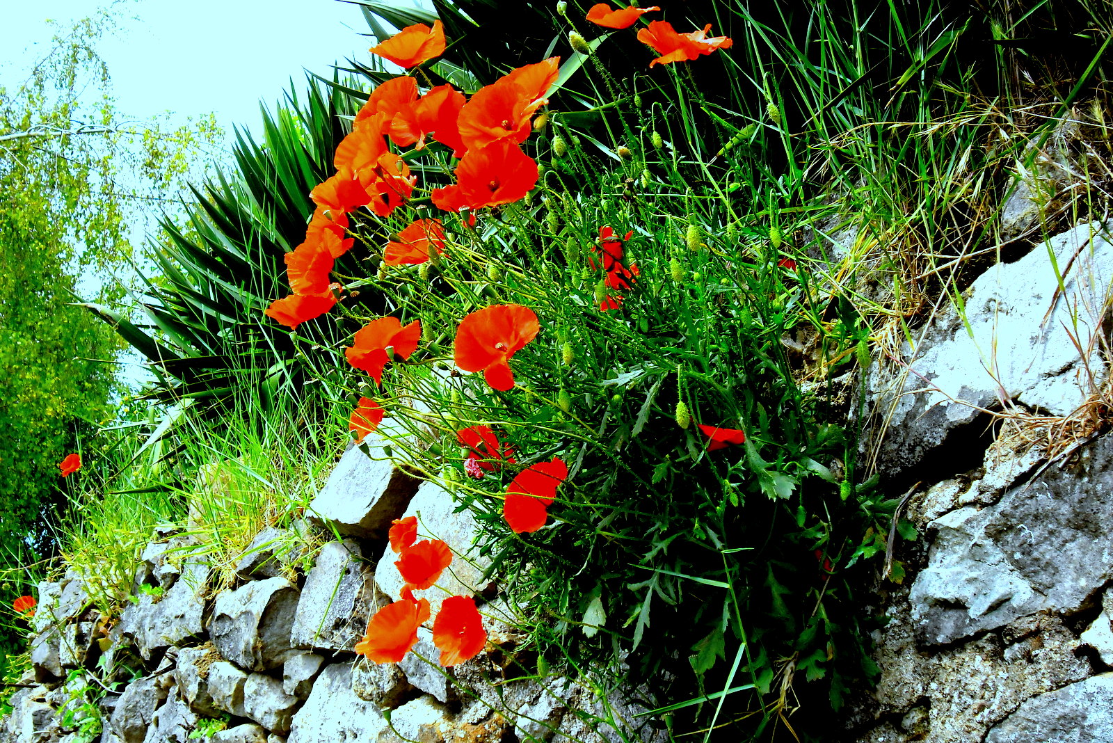 gentil coquelicot mesdames, gentil coquelicot messieurs