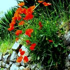 gentil coquelicot mesdames, gentil coquelicot messieurs