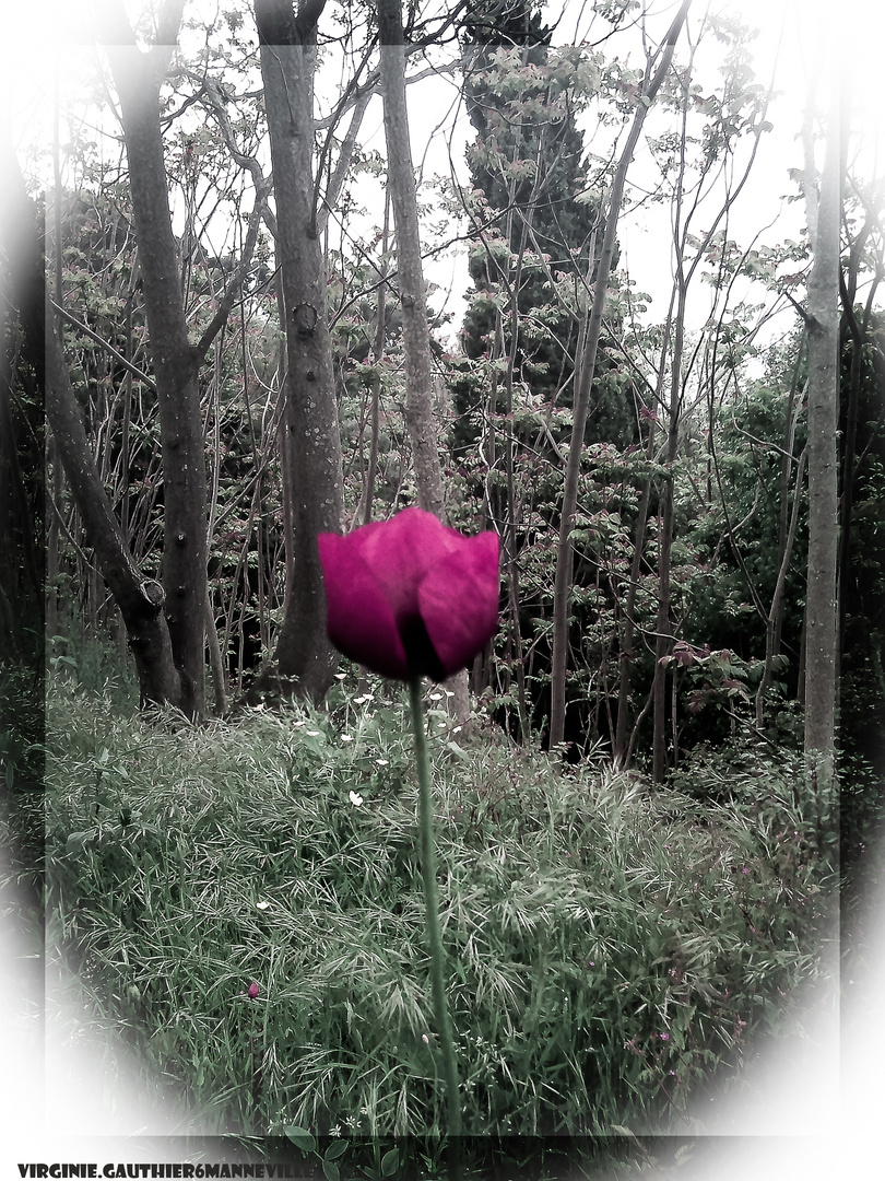 "gentil coquelicot mesdames, gentil coquelicot nouveau"