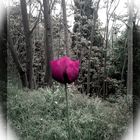 "gentil coquelicot mesdames, gentil coquelicot nouveau"