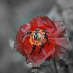 Gentil coquelicot Messieurs...